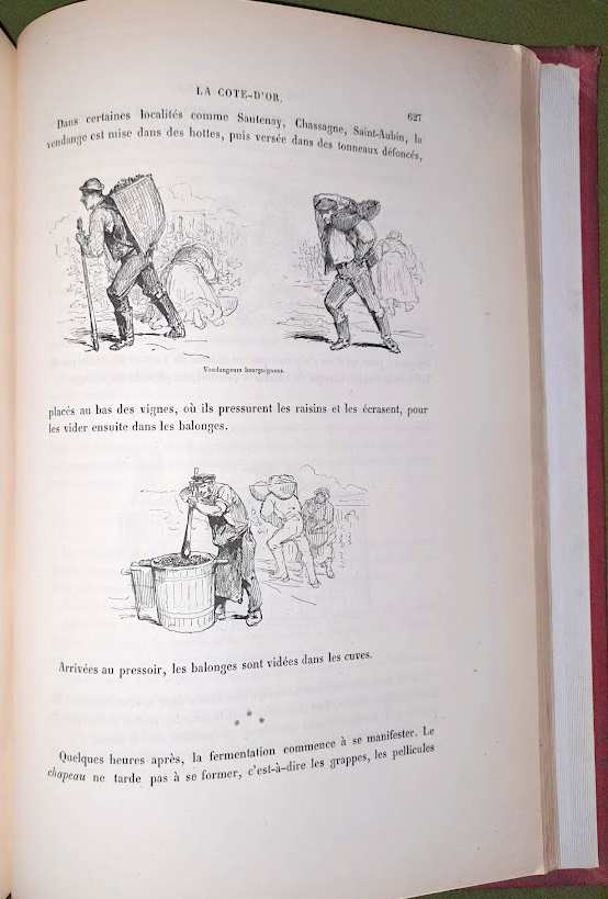Bertall: La vigne