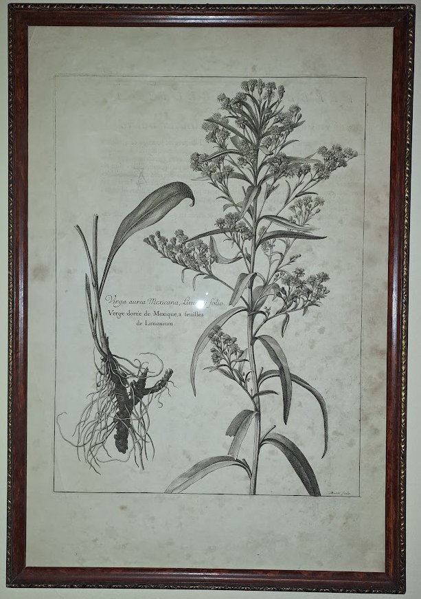 Nicolas Robert: Virga aureas 