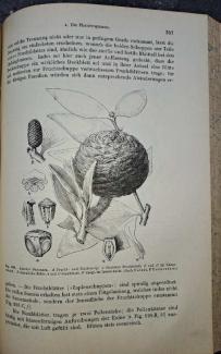 Prantl's Lehrbuch Der Botanik