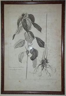 Nicolas Robert: Urtica racemosa Canadensis 