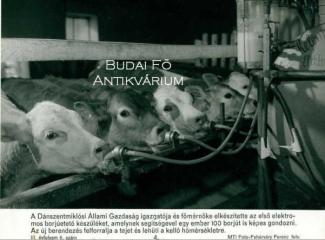 Dánszentmiklósi Áll. Gazd.-i borjúetető