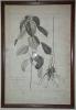 Nicolas Robert: Urtica racemosa Canadensis 